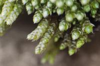 Bryum argenteum