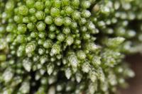 Bryum argenteum
