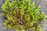 Hypnum cupressiforme