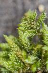 Hypnum cupressiforme