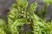 Hypnum cupressiforme