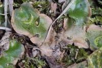 Lunularia cruciata
