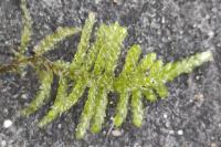 Pseudoscleropodium purum
