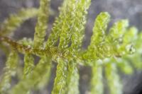 Pseudoscleropodium purum