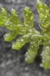 Pseudoscleropodium purum