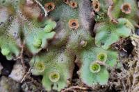 Marchantia polymorpha