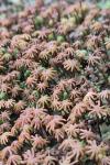 Marchantia polymorpha