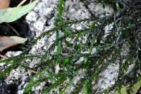 Fontinalis antipyretica