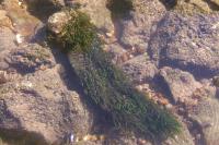 Fontinalis antipyretica