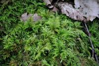 Thuidium tamariscinum