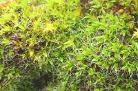 Syntrichia laevipila