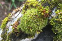 Syntrichia laevipila