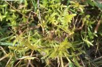 Pseudoscleropodium purum