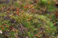 Dicranella heteromalla