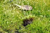 Funaria hygrometrica