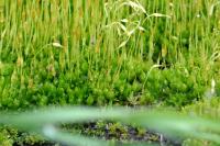 Funaria hygrometrica