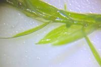 Fontinalis antipyretica