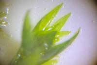 Fontinalis antipyretica