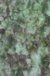 Lunularia cruciata