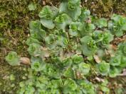 Lunularia cruciata