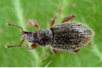 Polydrusus marginatus