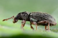 Polydrusus marginatus