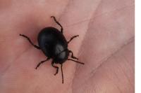 Timarcha goettingensis