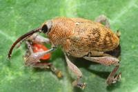Curculio glandium