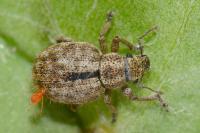 Strophosoma melanogrammum