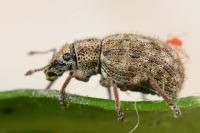 Strophosoma melanogrammum