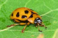 Gonioctena decemnotata