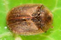 Hypocassida subferruginea