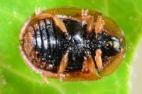 Hypocassida subferruginea