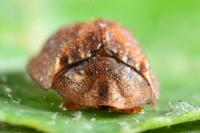 Hypocassida subferruginea