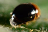 Cybocephalus nipponicus