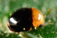 Cybocephalus nipponicus