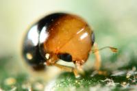 Cybocephalus nipponicus