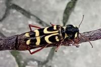 Xylotrechus arvicola