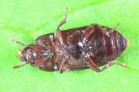 Alphitobius diaperinus