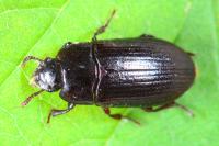 Alphitobius diaperinus