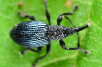 Ceratapion onopordi