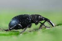 Ceratapion onopordi