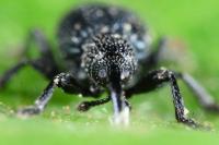 Ceratapion onopordi