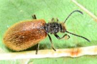 Lagria hirta