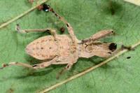 Charagmus gressorius