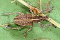 Charagmus gressorius