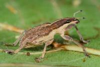 Charagmus gressorius