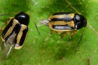 Cryptocephalus bilineatus