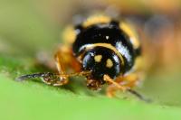 Cryptocephalus bilineatus