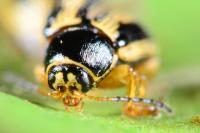 Cryptocephalus bilineatus